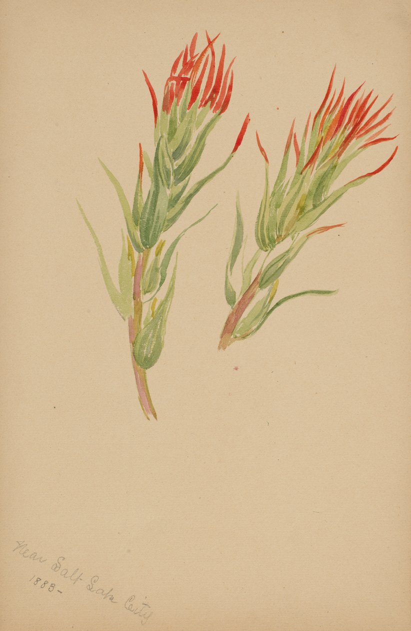 Plant Study by Mary Vaux Walcott