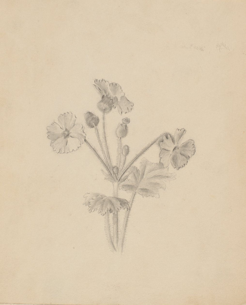 Untitled--Plant Study by Mary Vaux Walcott