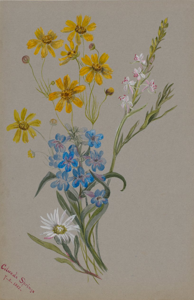 (Untitled, Group of Flowers) by Mary Vaux Walcott