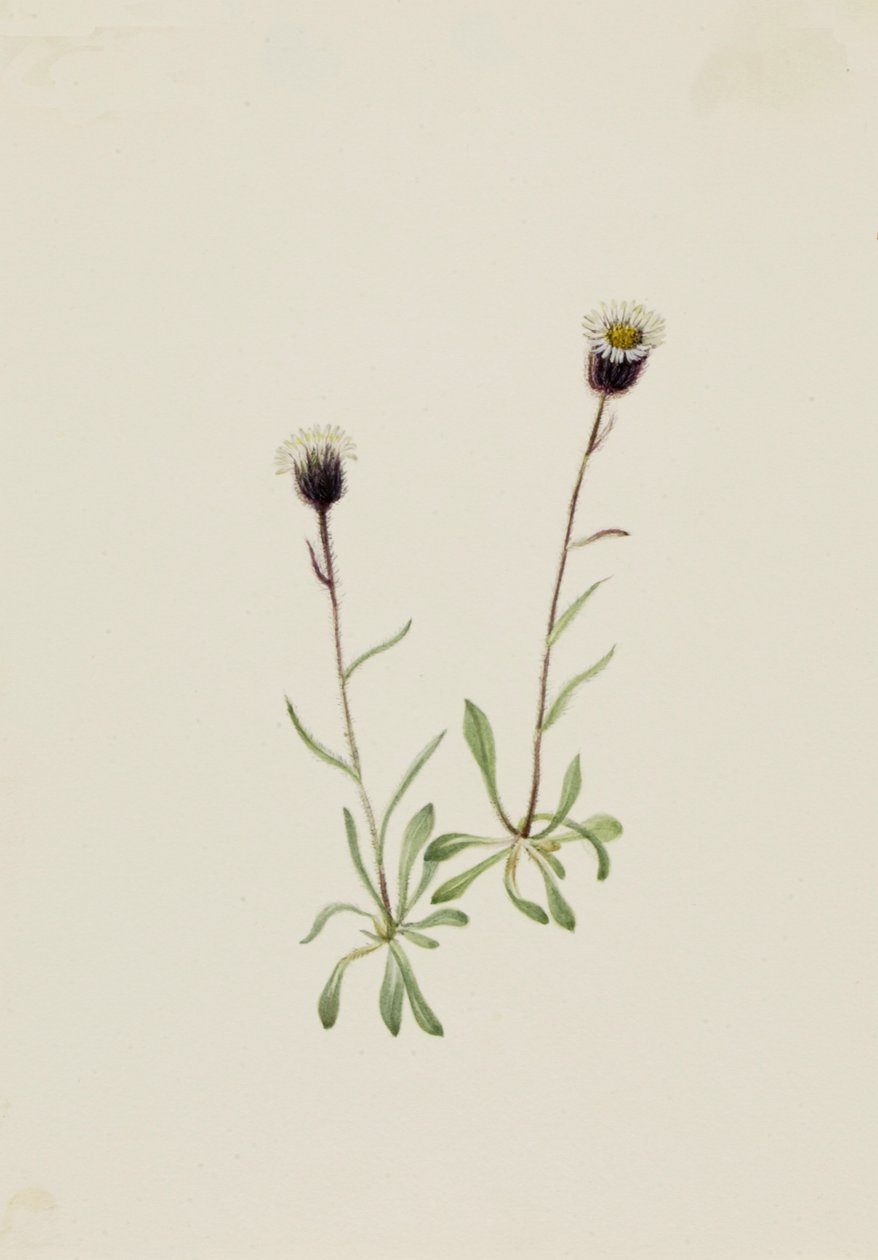 Aleutian Fleabane by Mary Vaux Walcott