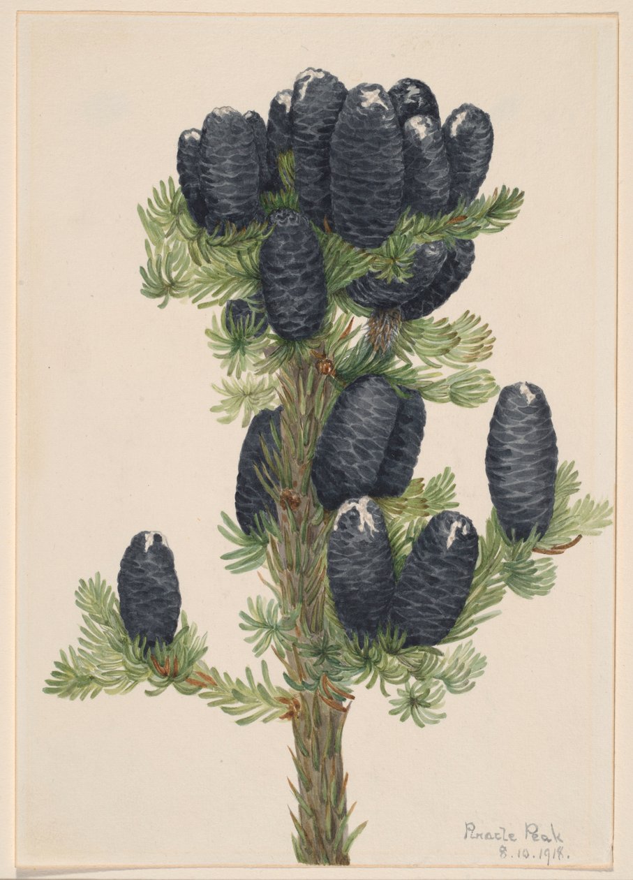Alpine Fir (Abies lasiocarpa) by Mary Vaux Walcott