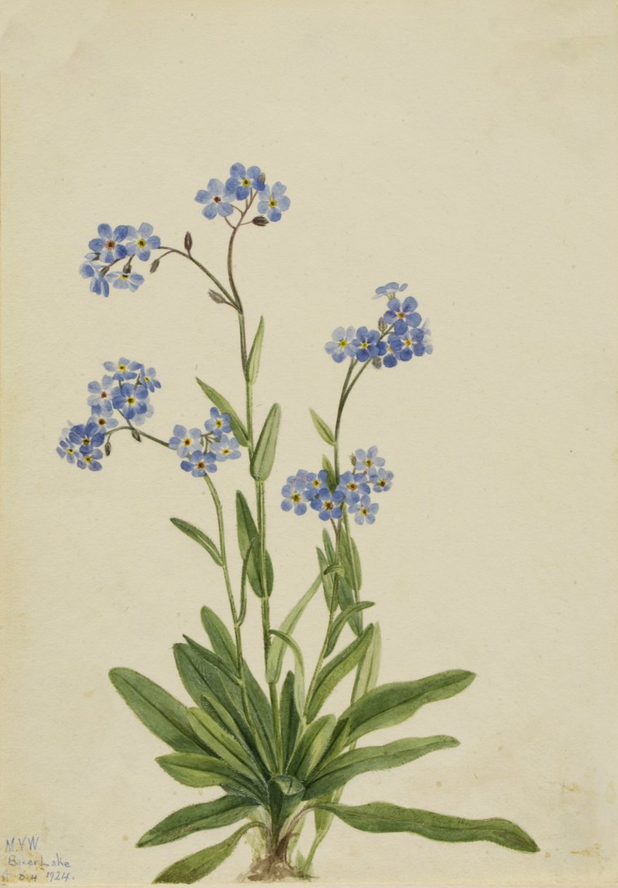 Alpine Forget-me-not Myosotis alpestris, 1924