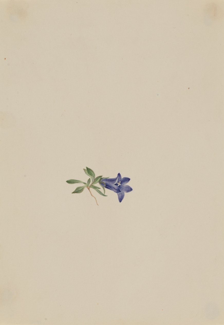 Alpine Harebell by Mary Vaux Walcott
