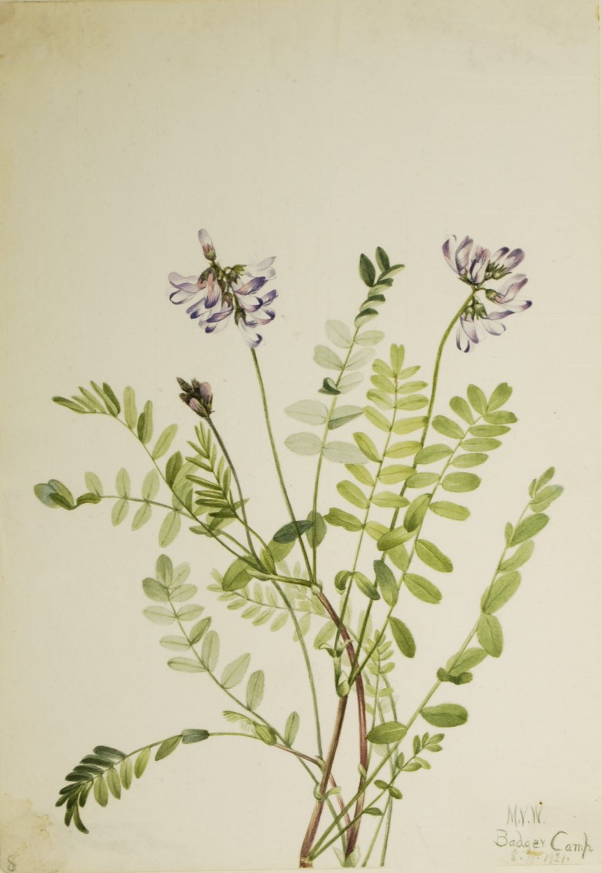 Alpine Milkvetch by Mary Vaux Walcott