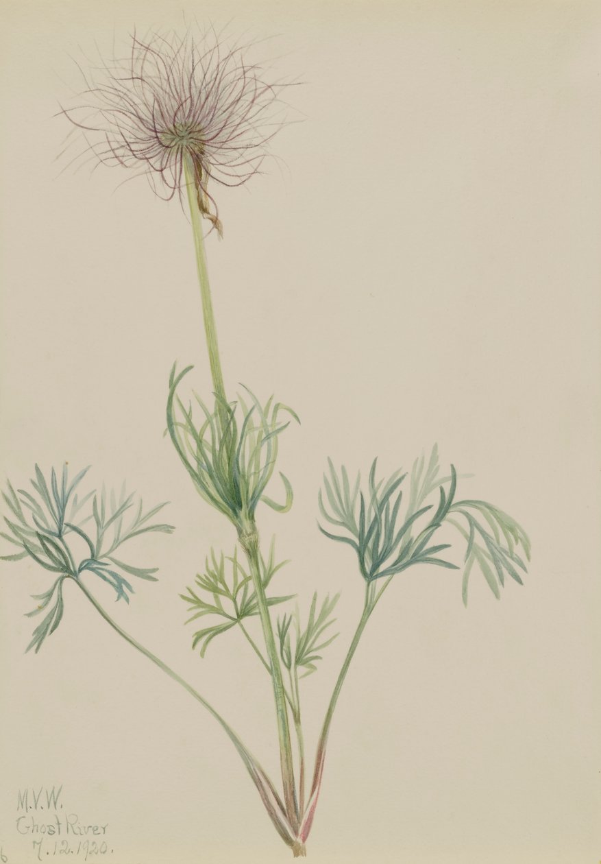 American Pasqueflower Pulsatilla ludoviciana by Mary Vaux Walcott