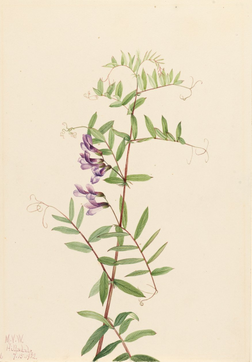 American Vetch Vicia americana by Mary Vaux Walcott