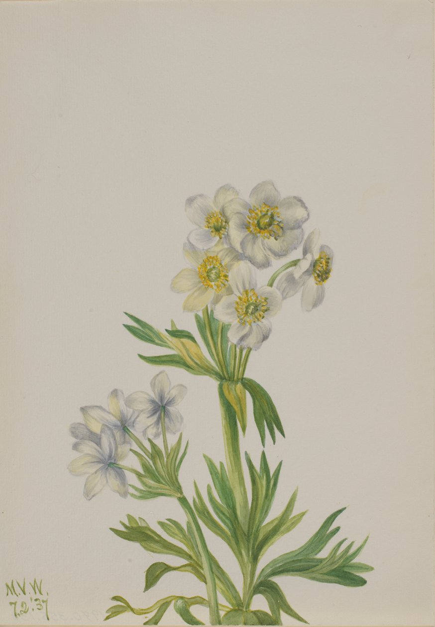 Anemone by Mary Vaux Walcott