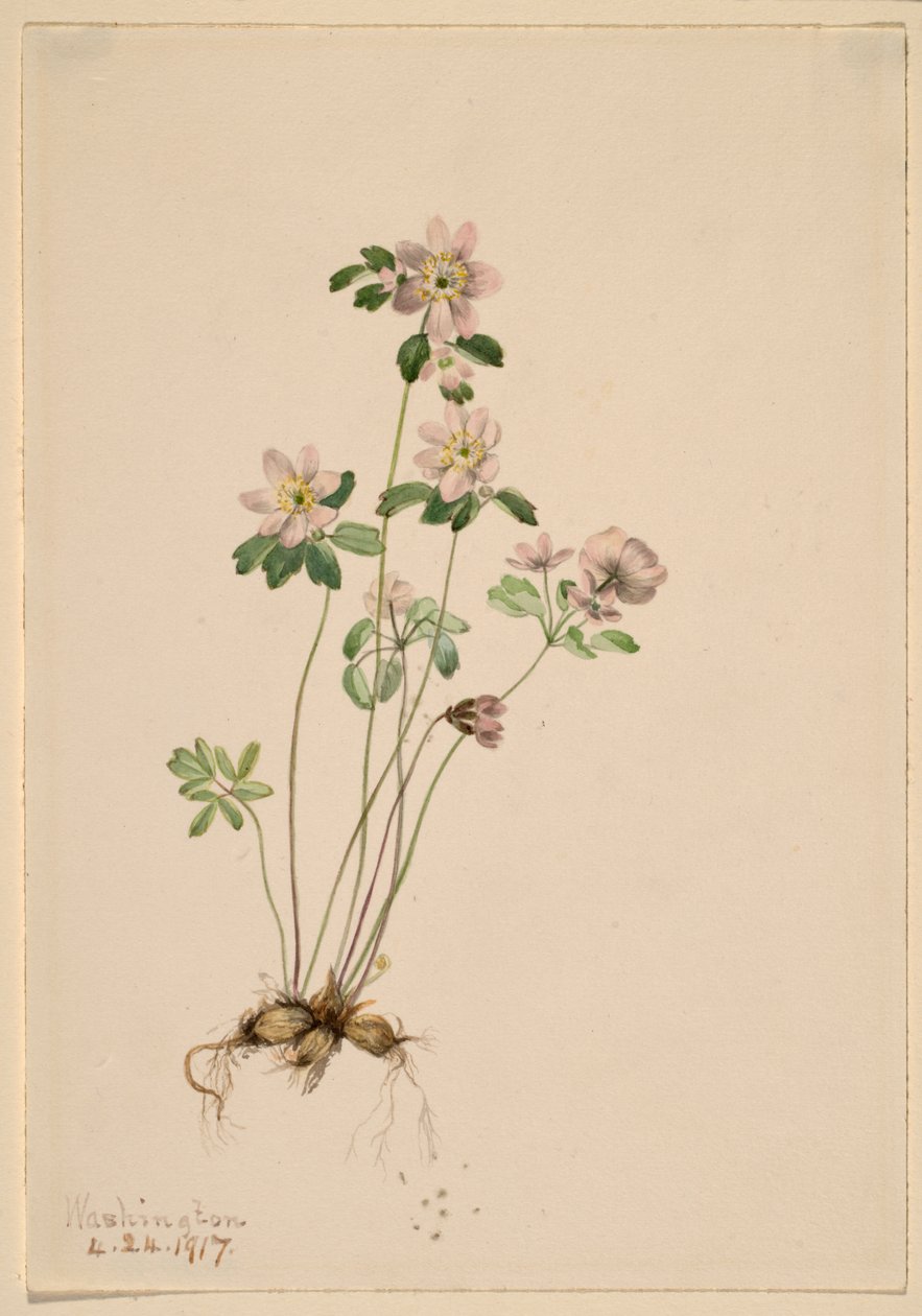 Anemonella by Mary Vaux Walcott