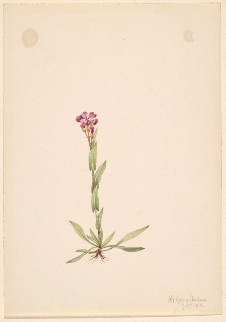 Arabis Lyallii by Mary Vaux Walcott
