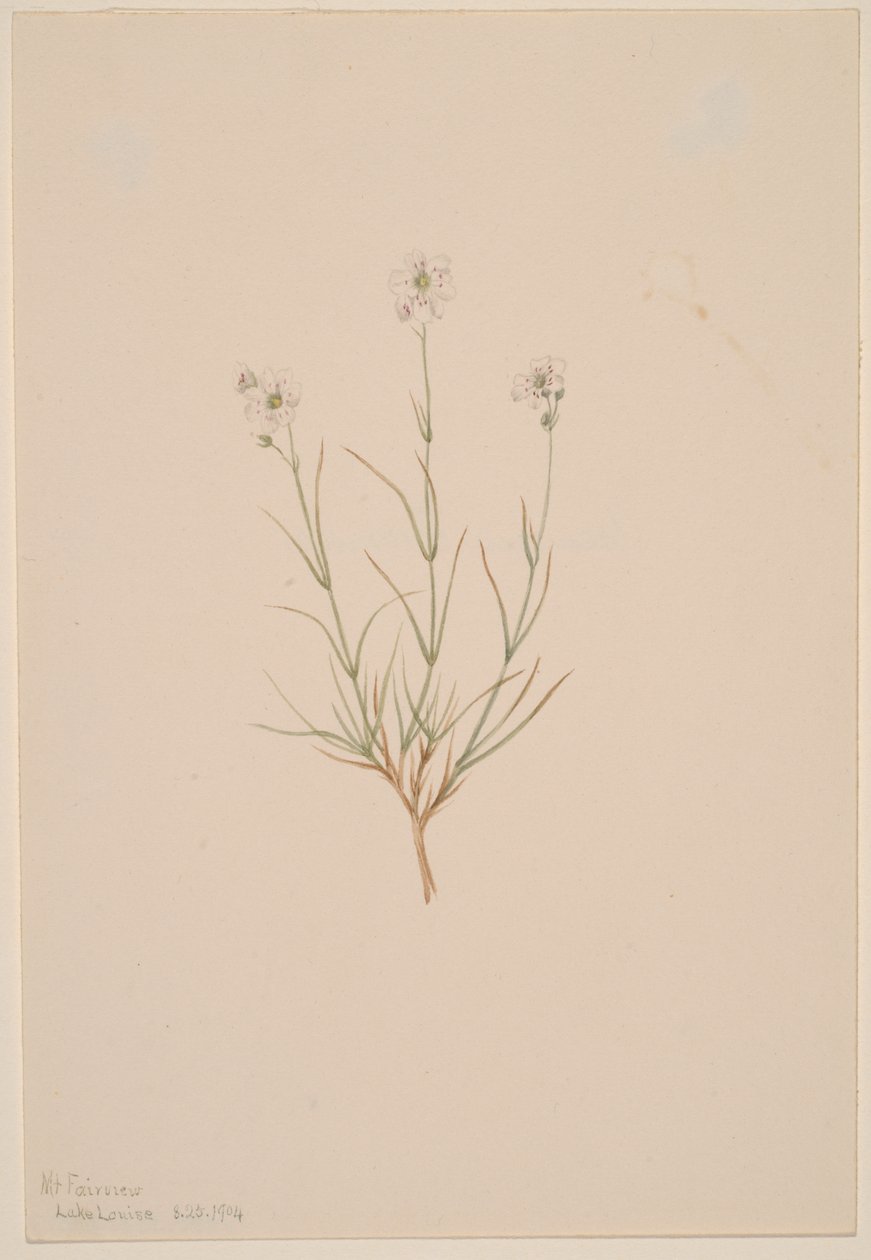 Arenaria formosa, 1904 by Mary Vaux Walcott