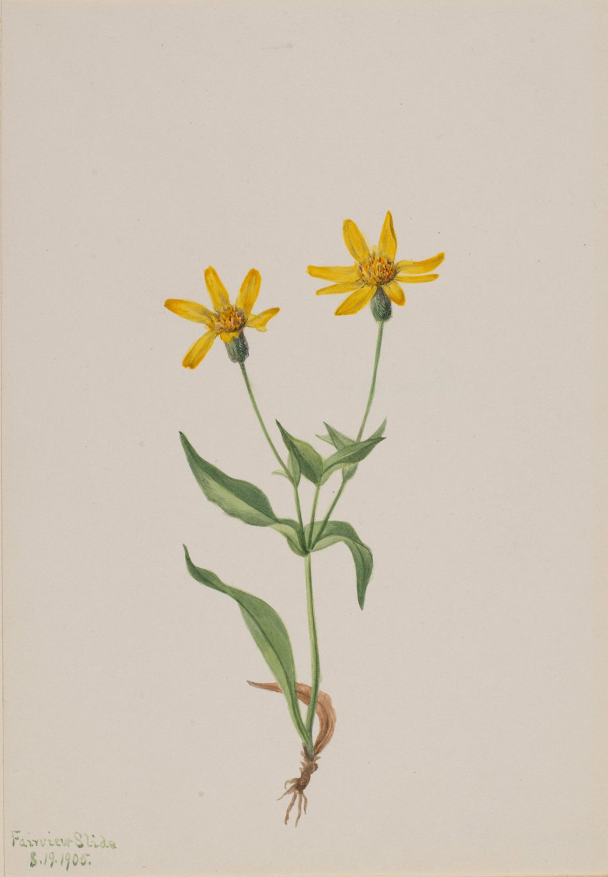 Arnica Alpina by Mary Vaux Walcott