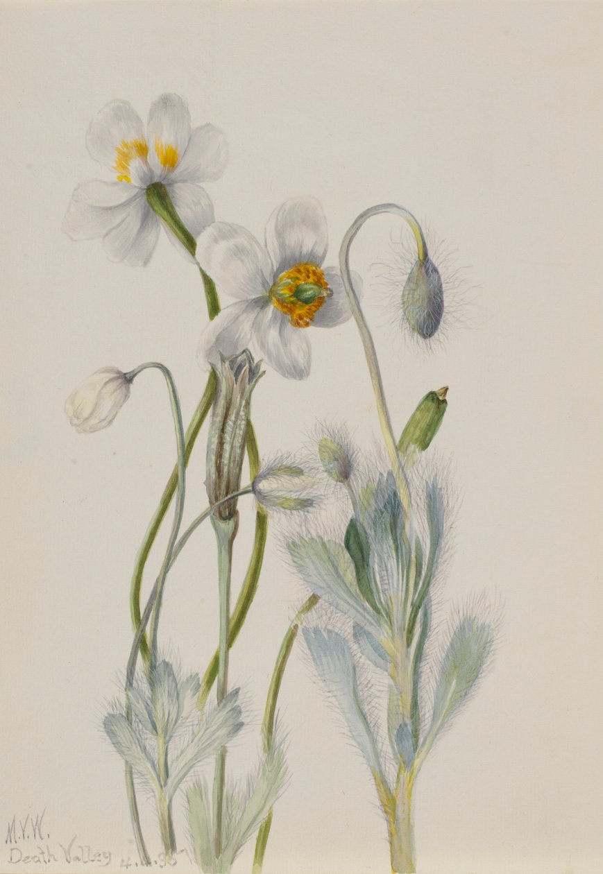 Bearpoppy by Mary Vaux Walcott