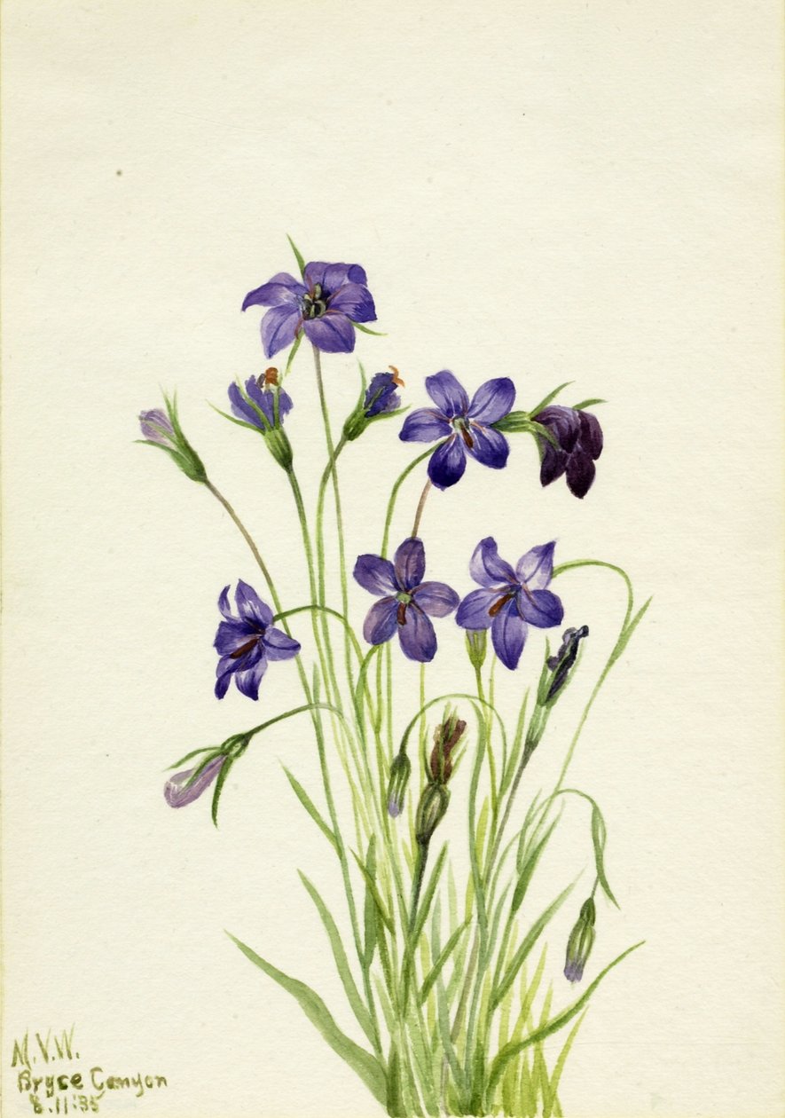 Bellflower by Mary Vaux Walcott