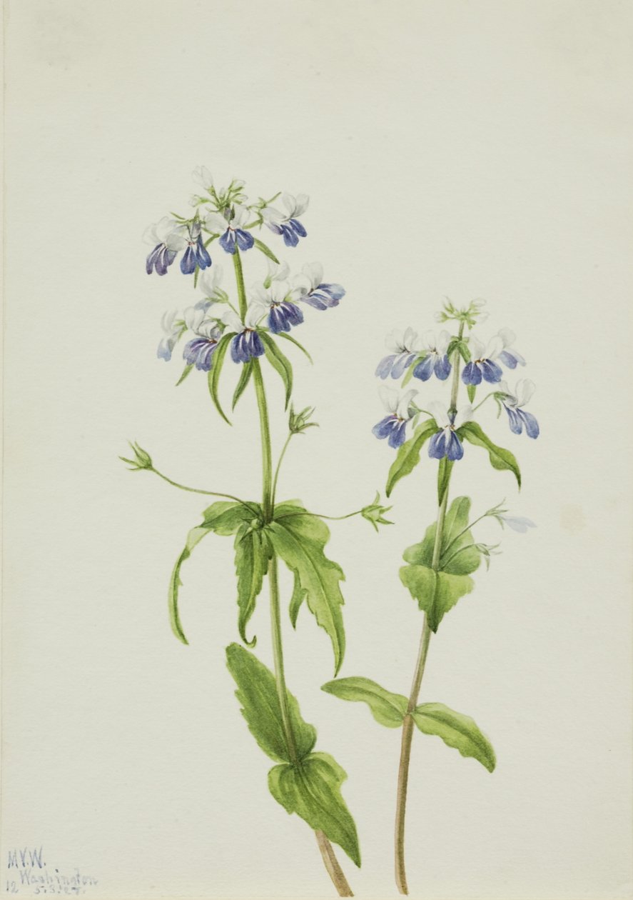 Blue-Eyed Mary by Mary Vaux Walcott