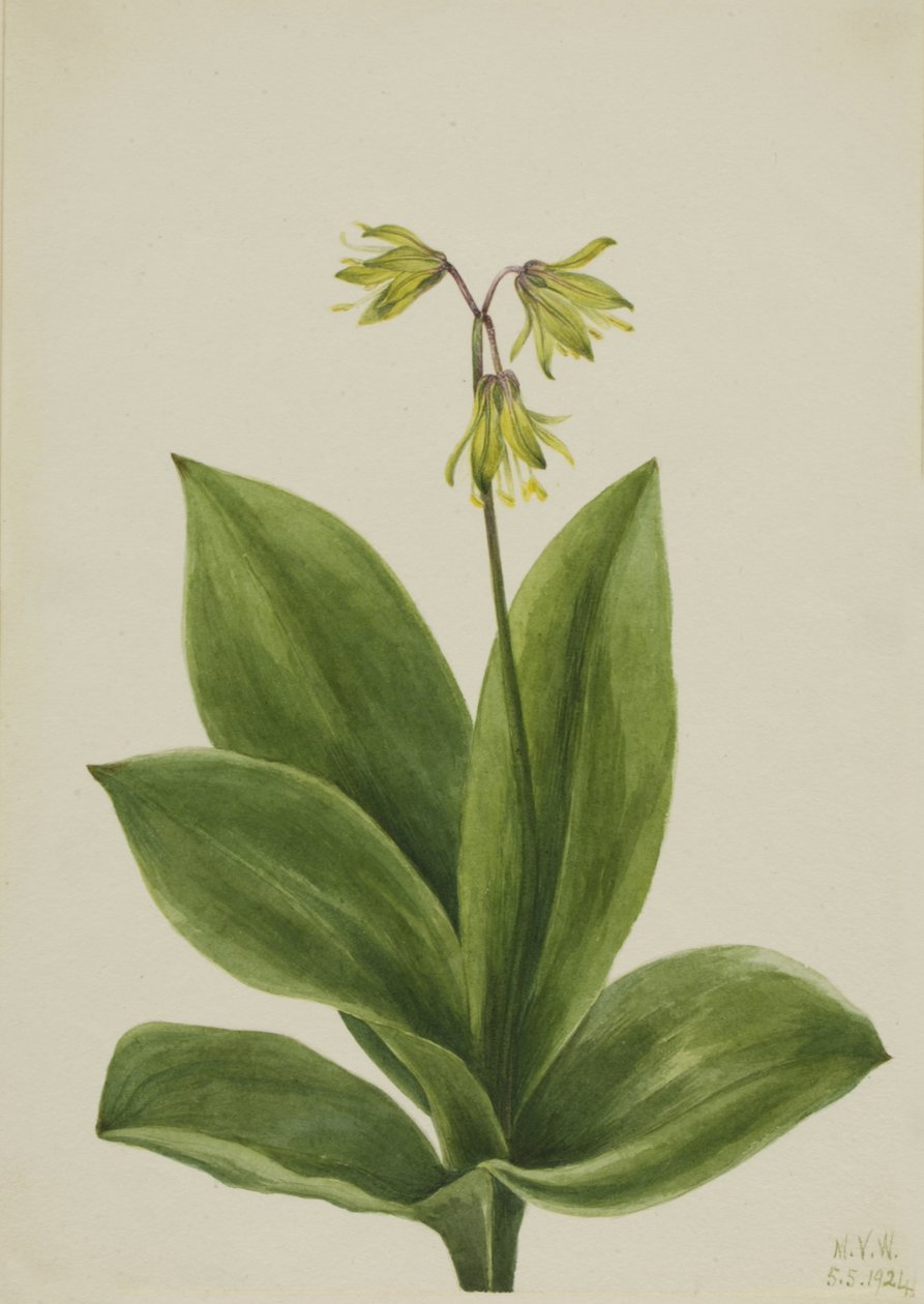 Blue Bead Clintonia borealis, 1924.  by Mary Vaux Walcott