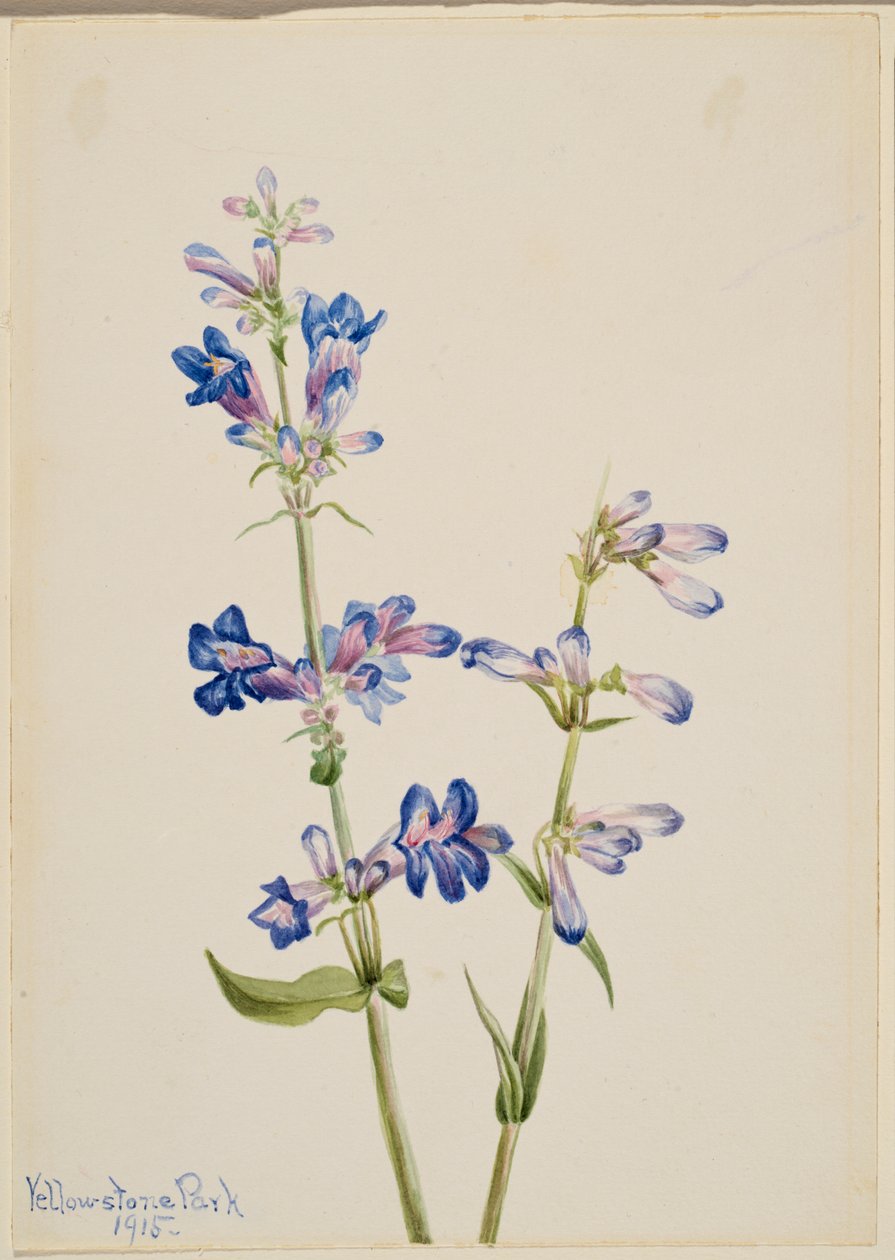 Blue Beard-Tongue by Mary Vaux Walcott