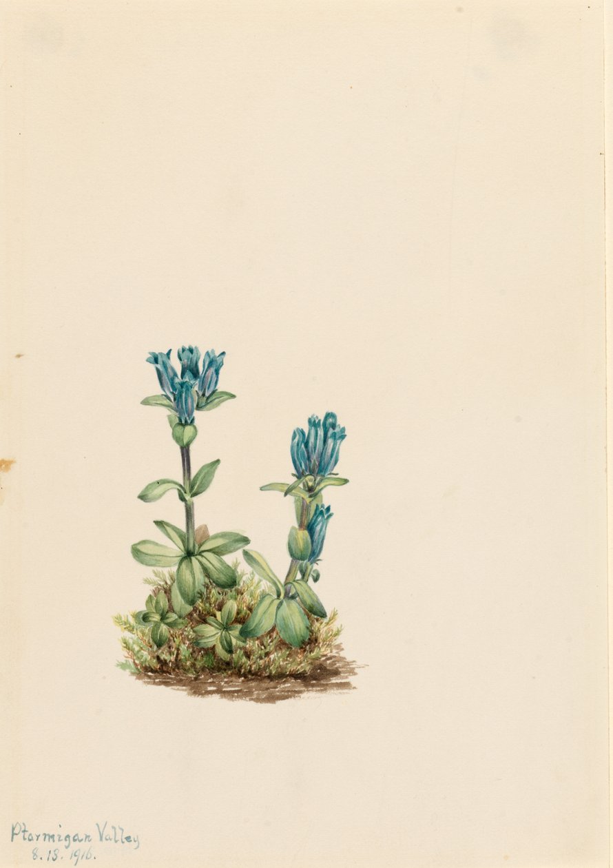Bluegreen Gentian by Mary Vaux Walcott