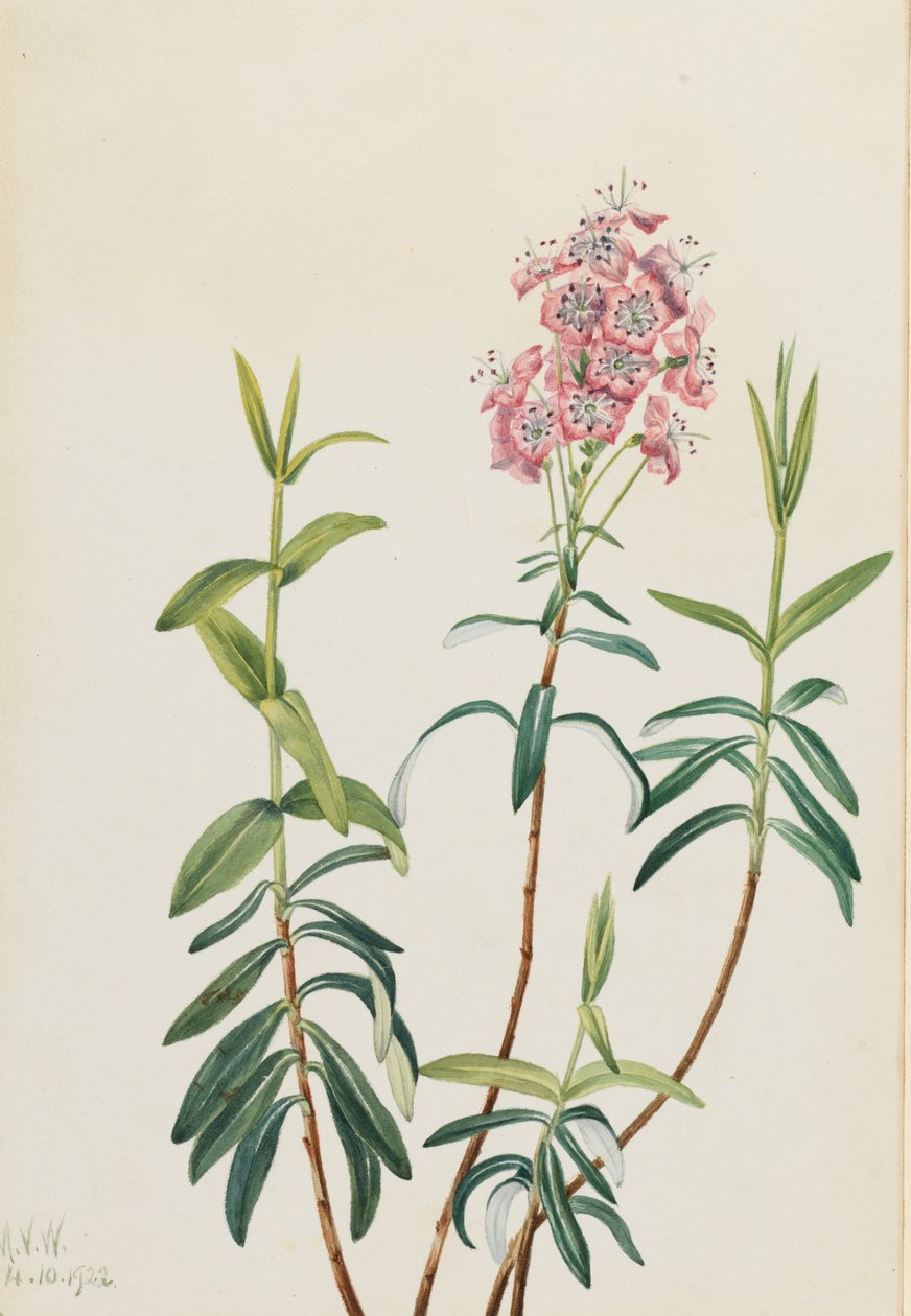 Bog Kalmia by Mary Vaux Walcott