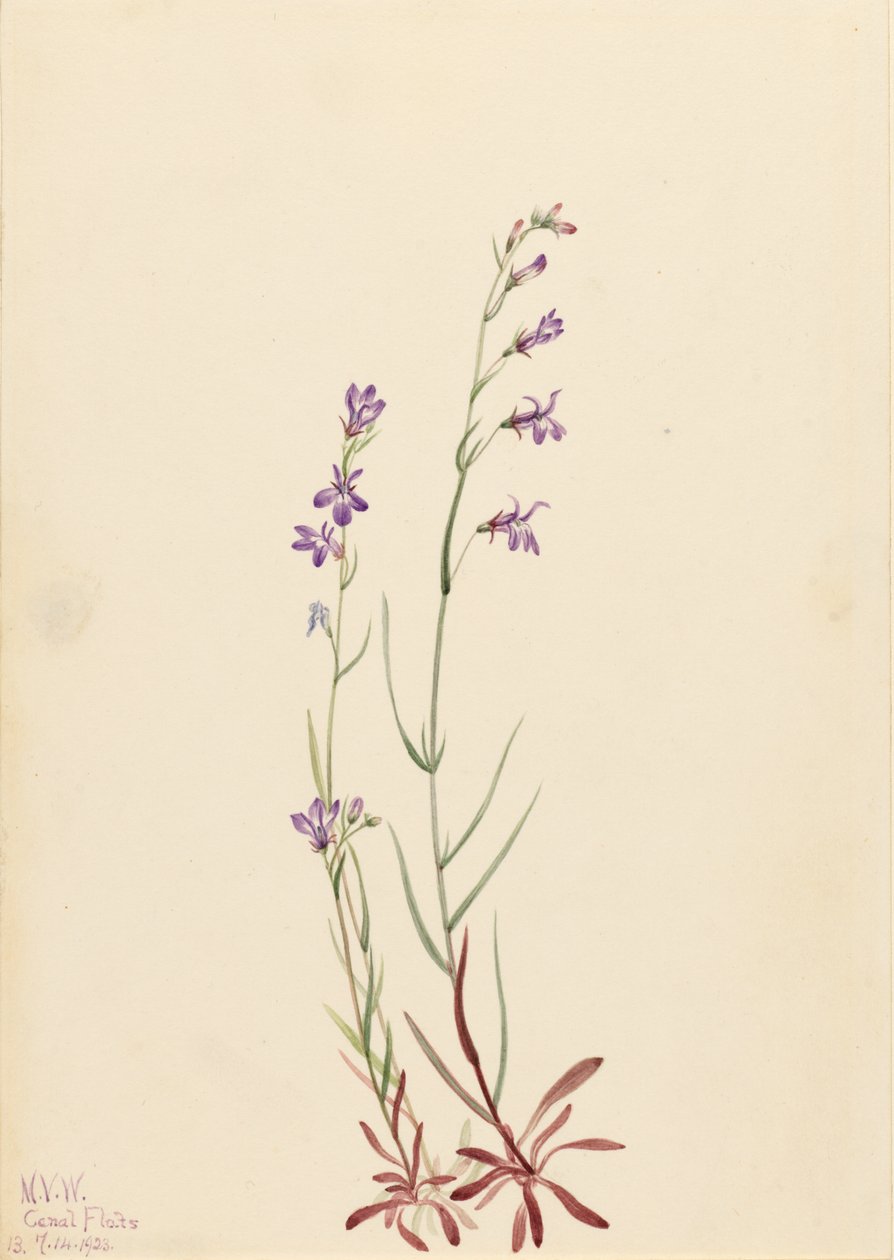 Brook Lobelia by Mary Vaux Walcott