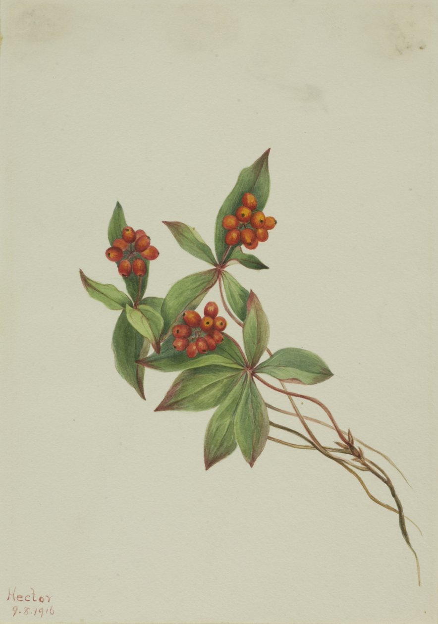 Bunchberry by Mary Vaux Walcott