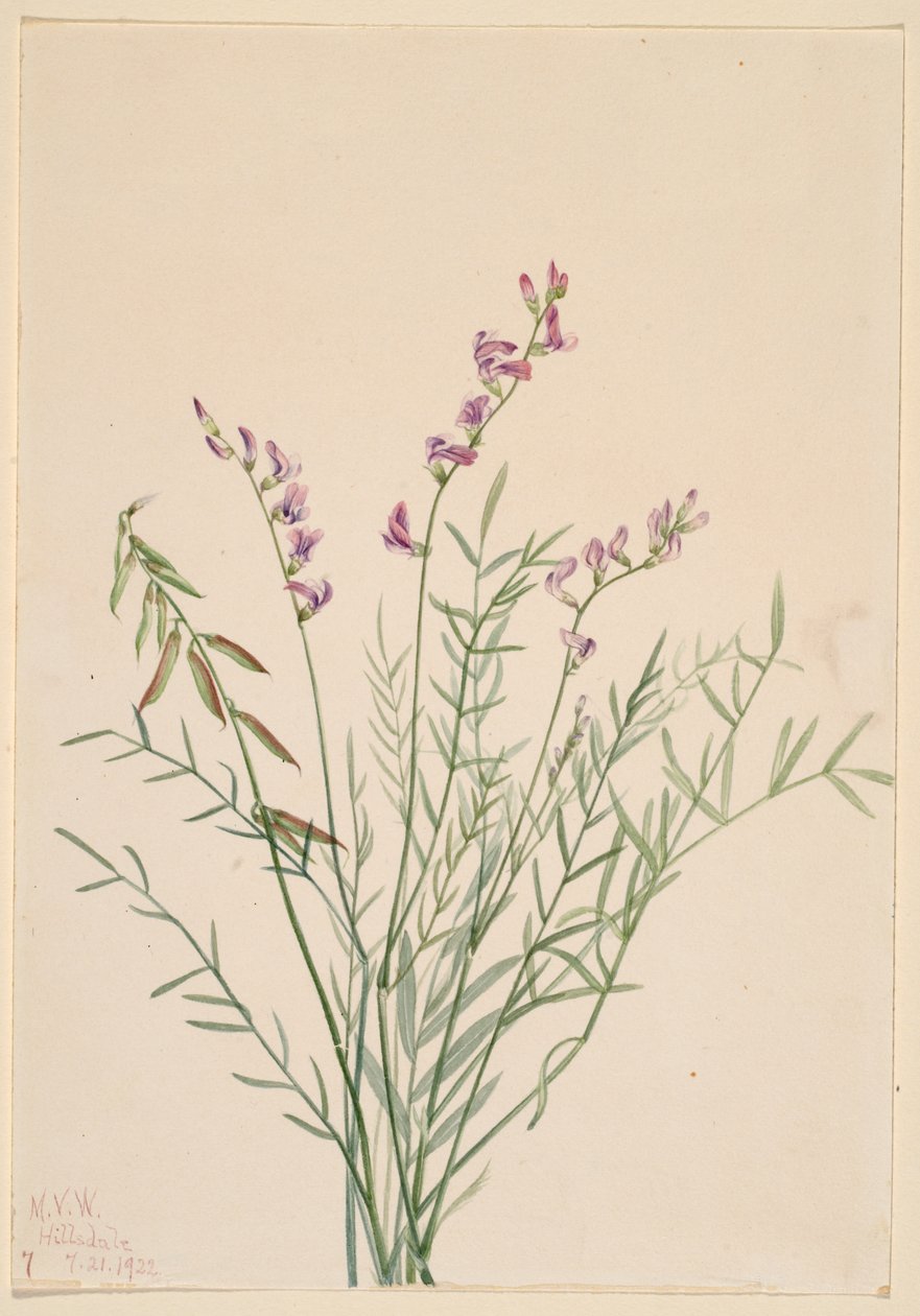 Burgess Milkvetch by Mary Vaux Walcott