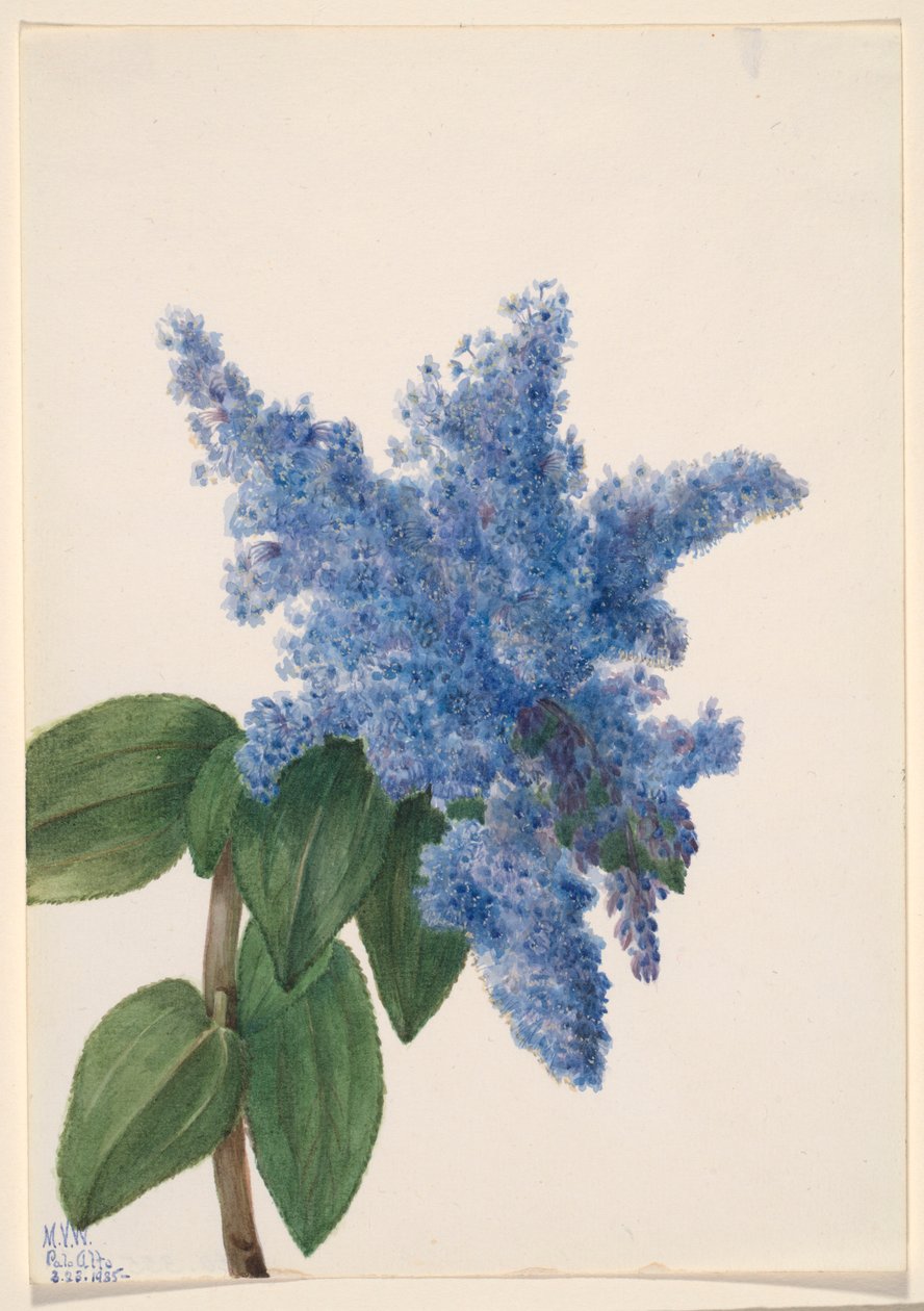 California Lilac by Mary Vaux Walcott