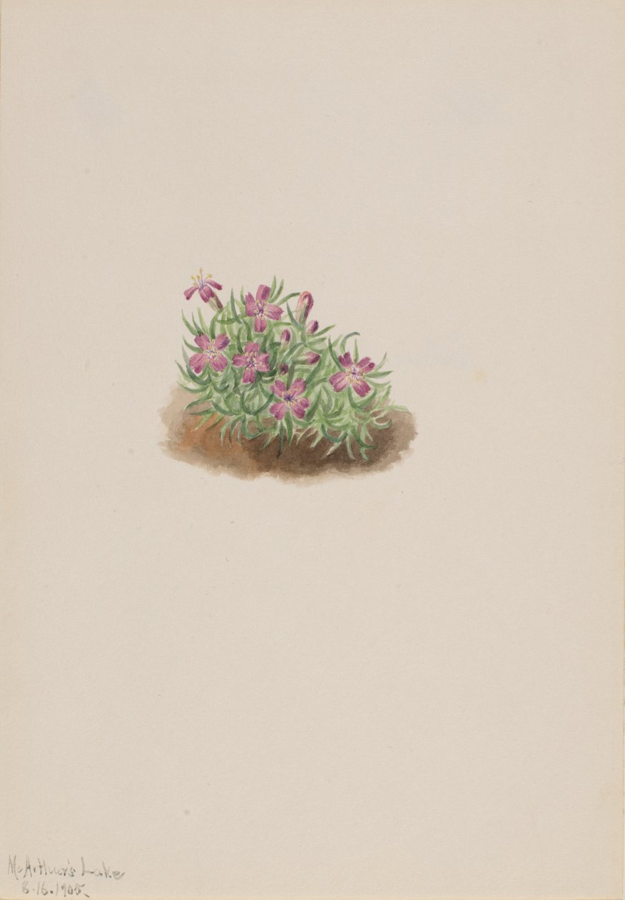 Carpet Pink Silene acaulis, 1905 by Mary Vaux Walcott