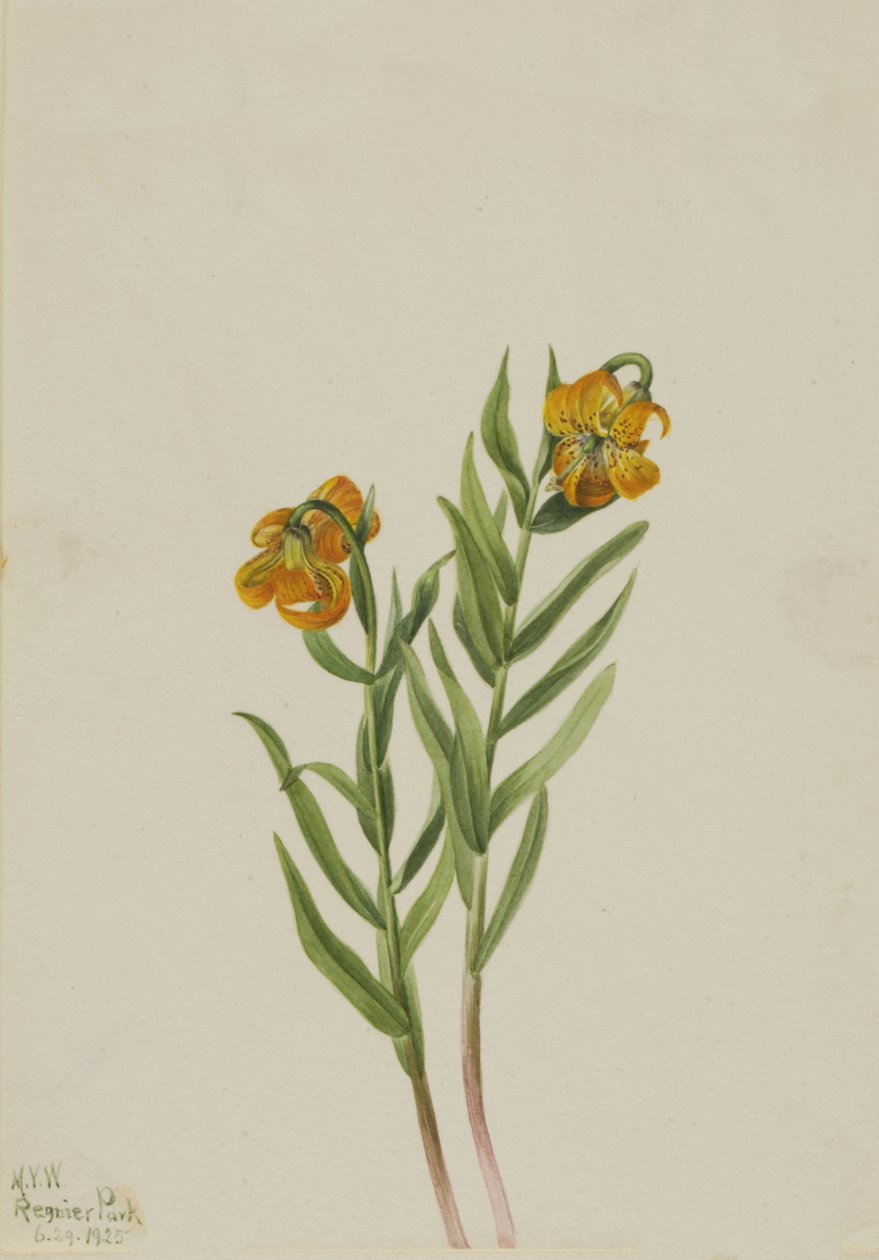 Columbia Lily, 1925 by Mary Vaux Walcott