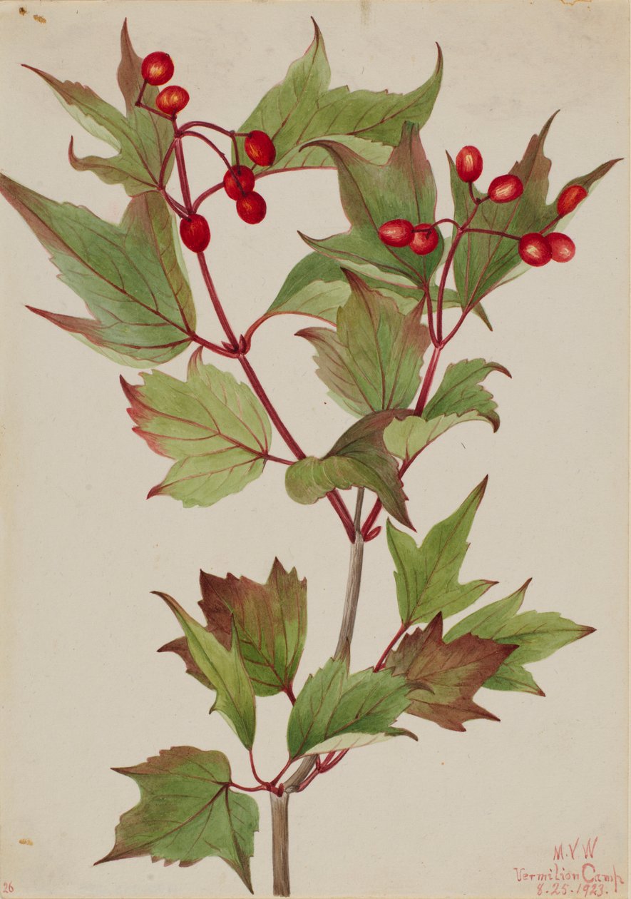 Cranberrybush by Mary Vaux Walcott
