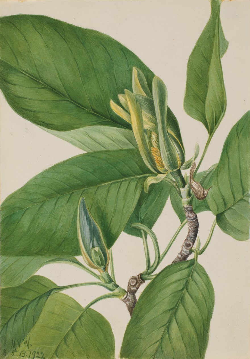 Cucumbertree by Mary Vaux Walcott