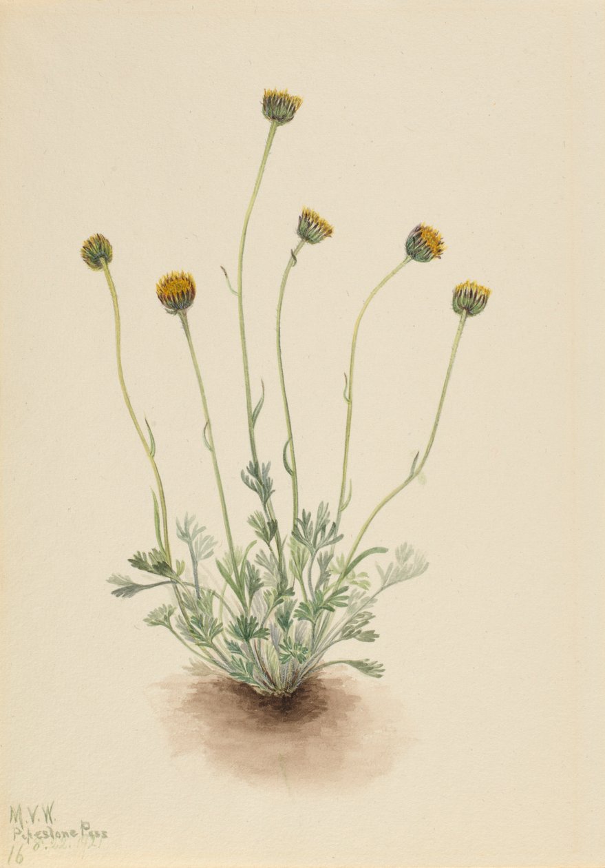 Cut Leaf Fleabane by Mary Vaux Walcott