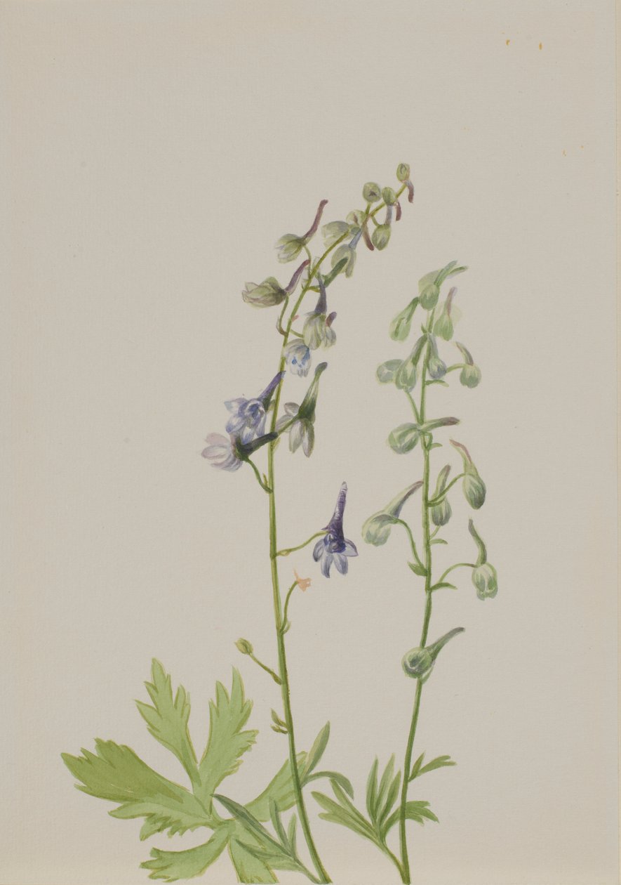 Delphinium (Delphinium scopulorum) by Mary Vaux Walcott