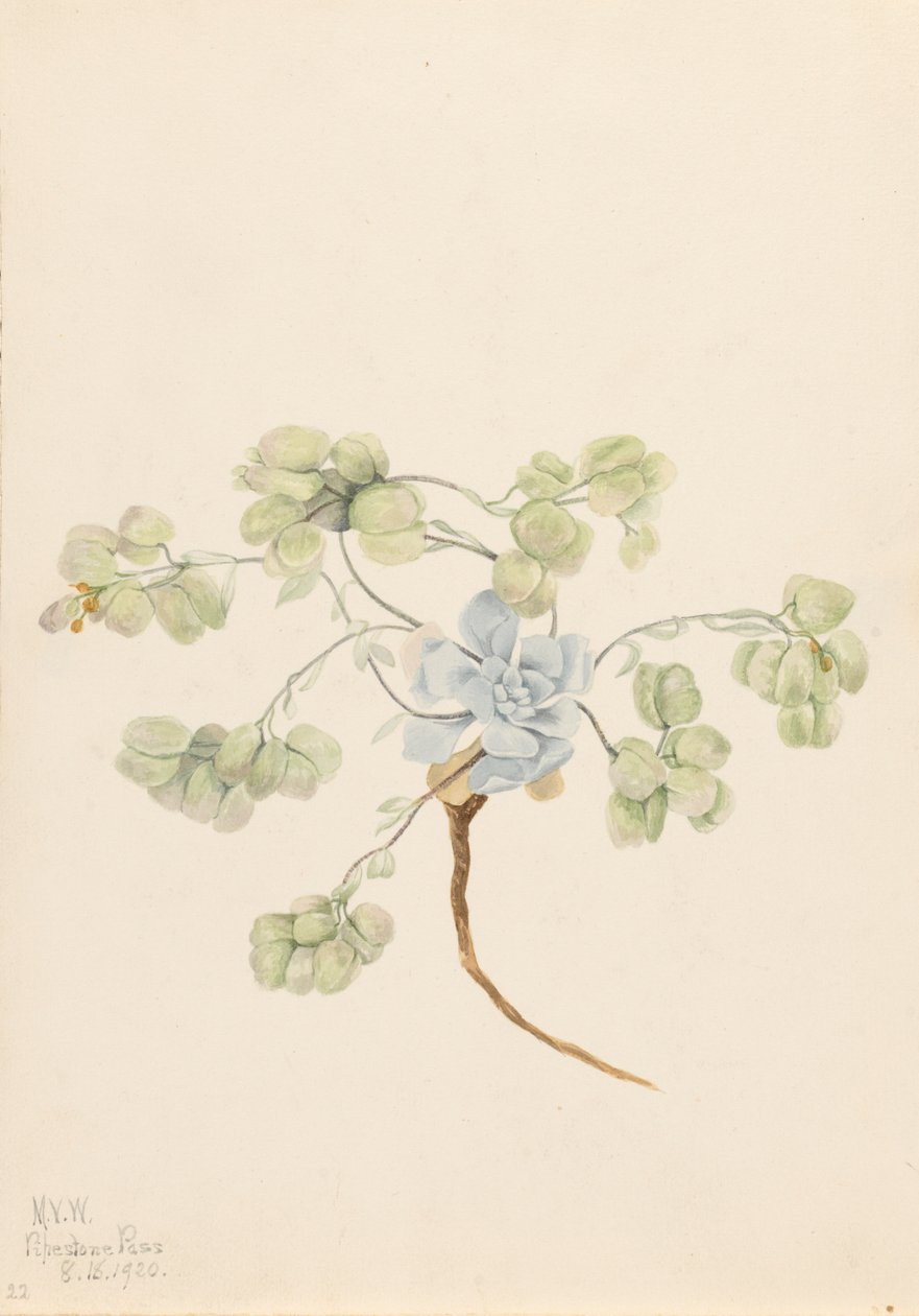 Double Bladderpod Physaria didymocarpa, 1920.  by Mary Vaux Walcott