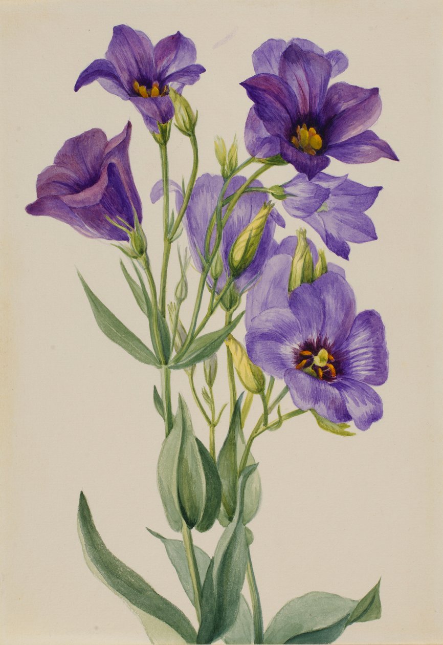 Eustoma russelianum by Mary Vaux Walcott