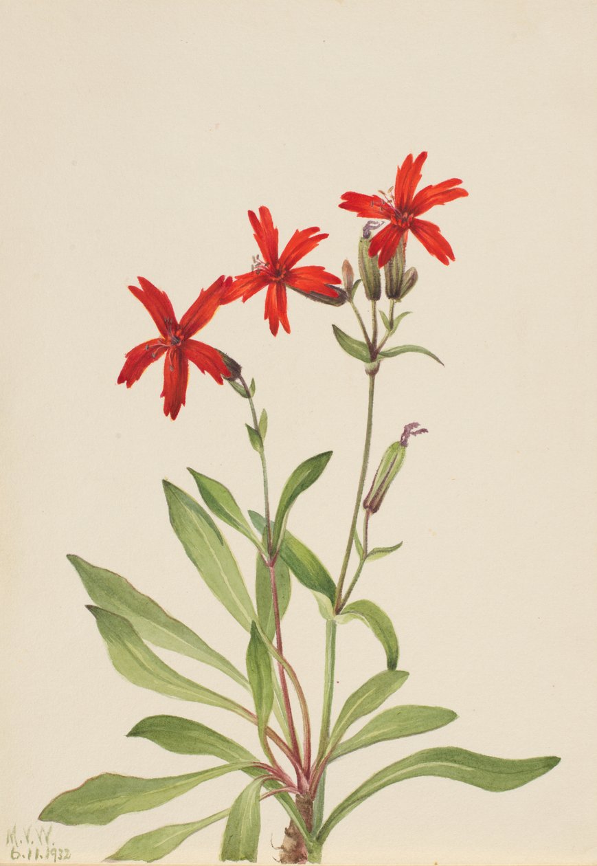 Fire Pink (Silene virginica) by Mary Vaux Walcott