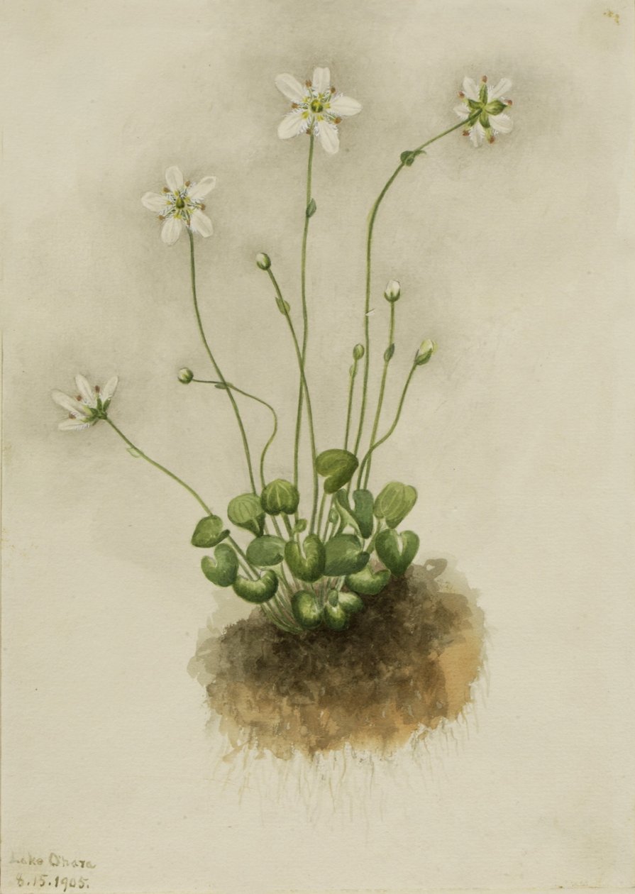 Fringed Parnassia by Mary Vaux Walcott