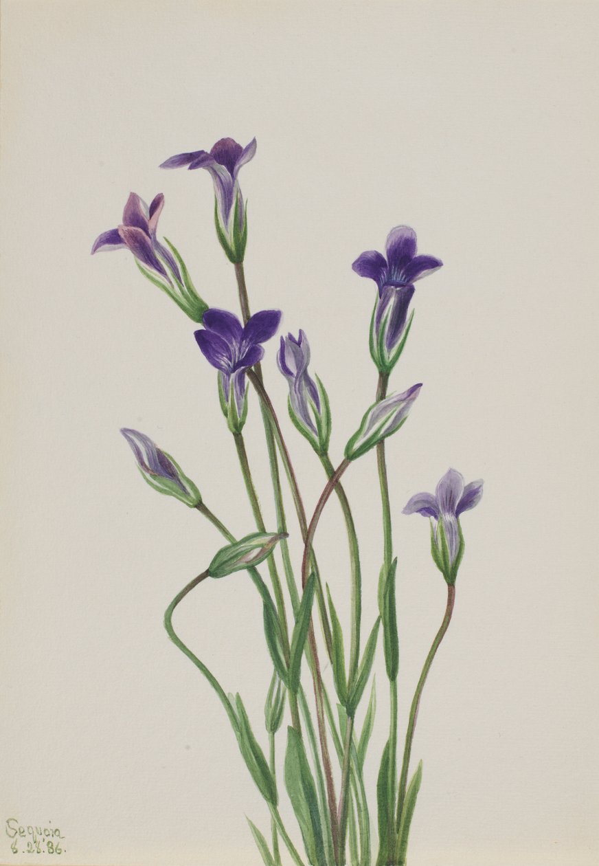 Gentian by Mary Vaux Walcott
