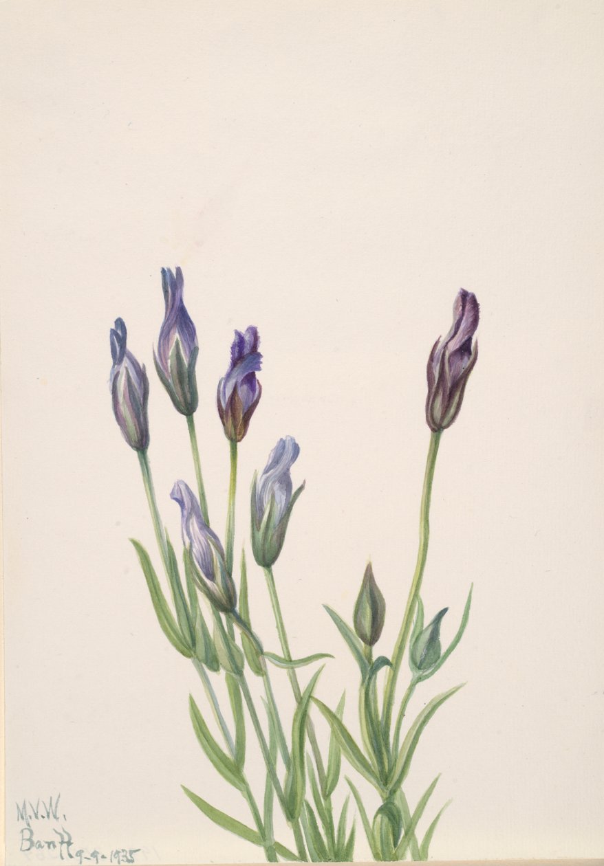 Gentian by Mary Vaux Walcott
