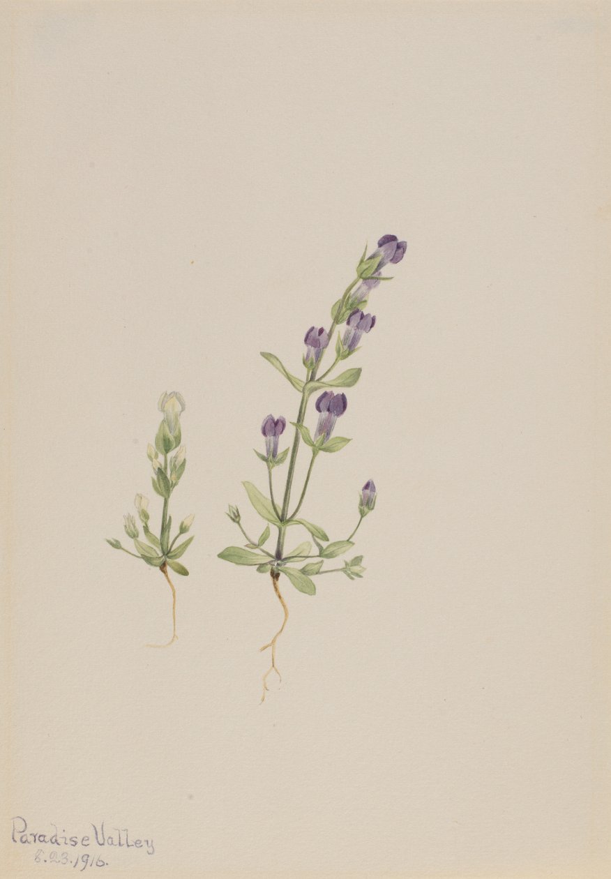 Gentiana propingua by Mary Vaux Walcott