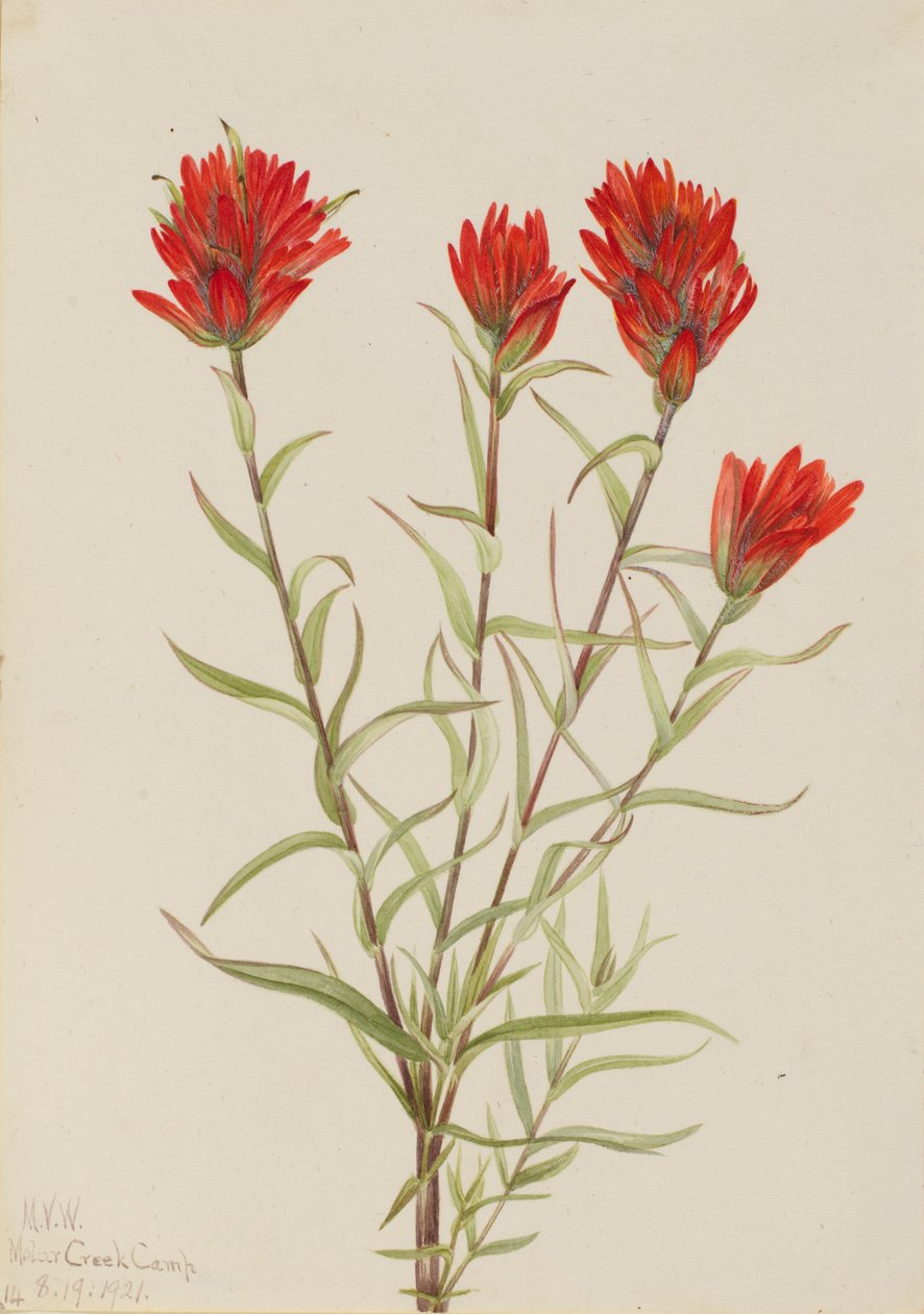 Giant Red Paintbrush (Castilleja miniata) by Mary Vaux Walcott