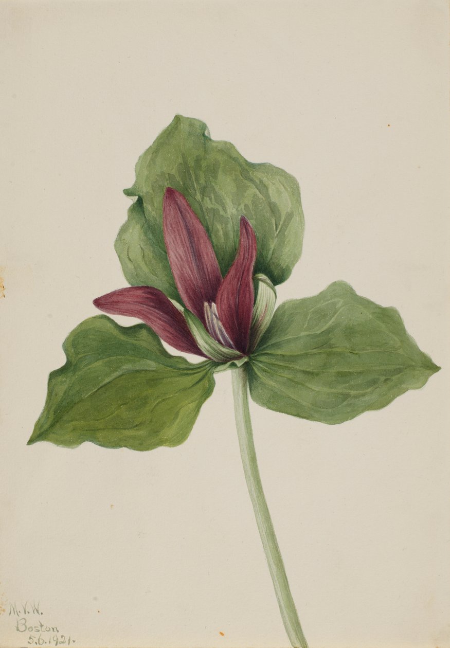 Giant Trillium by Mary Vaux Walcott