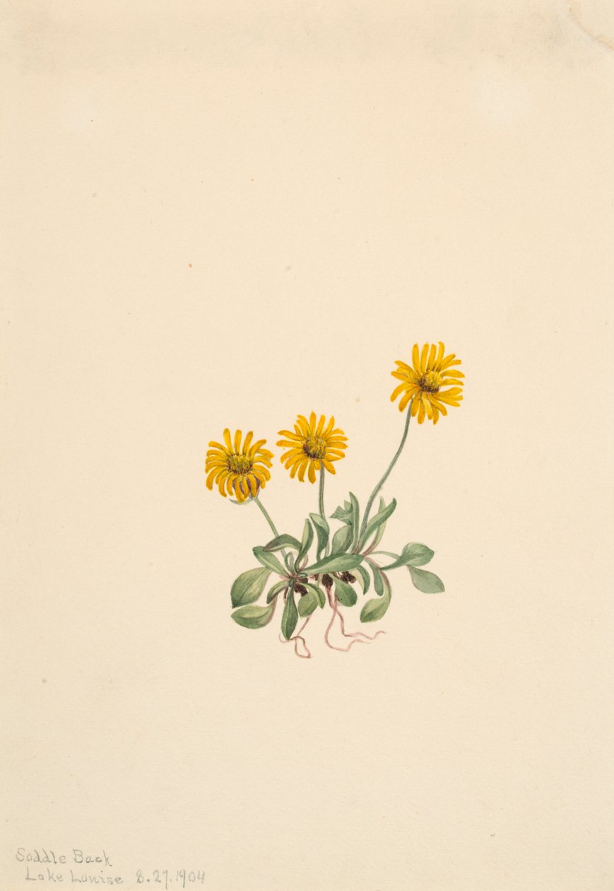 Golden Fleabane, 1904 by Mary Vaux Walcott