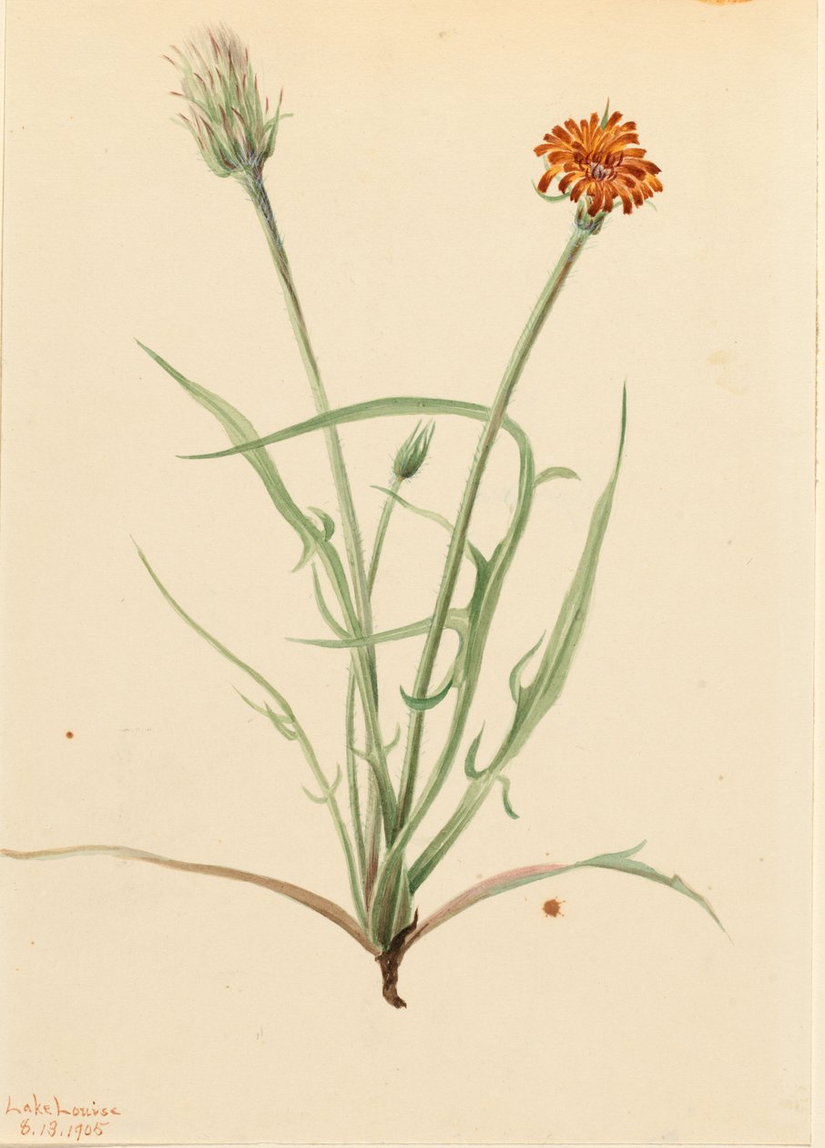 Grassleaf Agoseris by Mary Vaux Walcott
