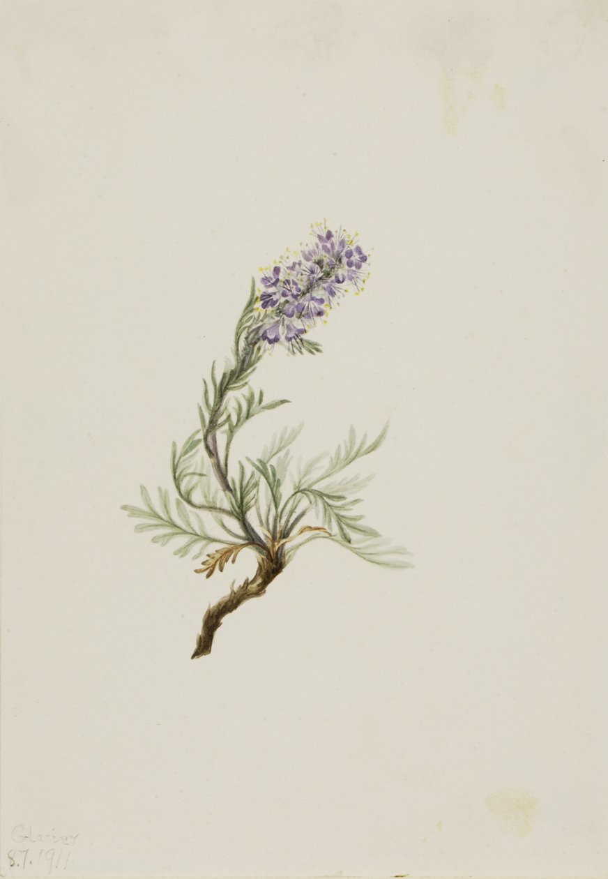 Gray Phacelia by Mary Vaux Walcott