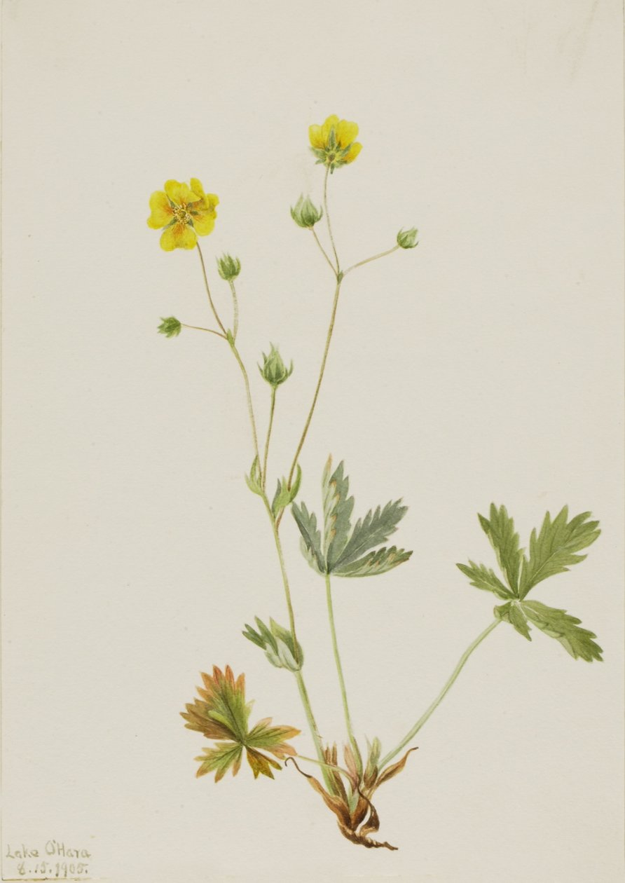Grayleaf Fivefinger by Mary Vaux Walcott