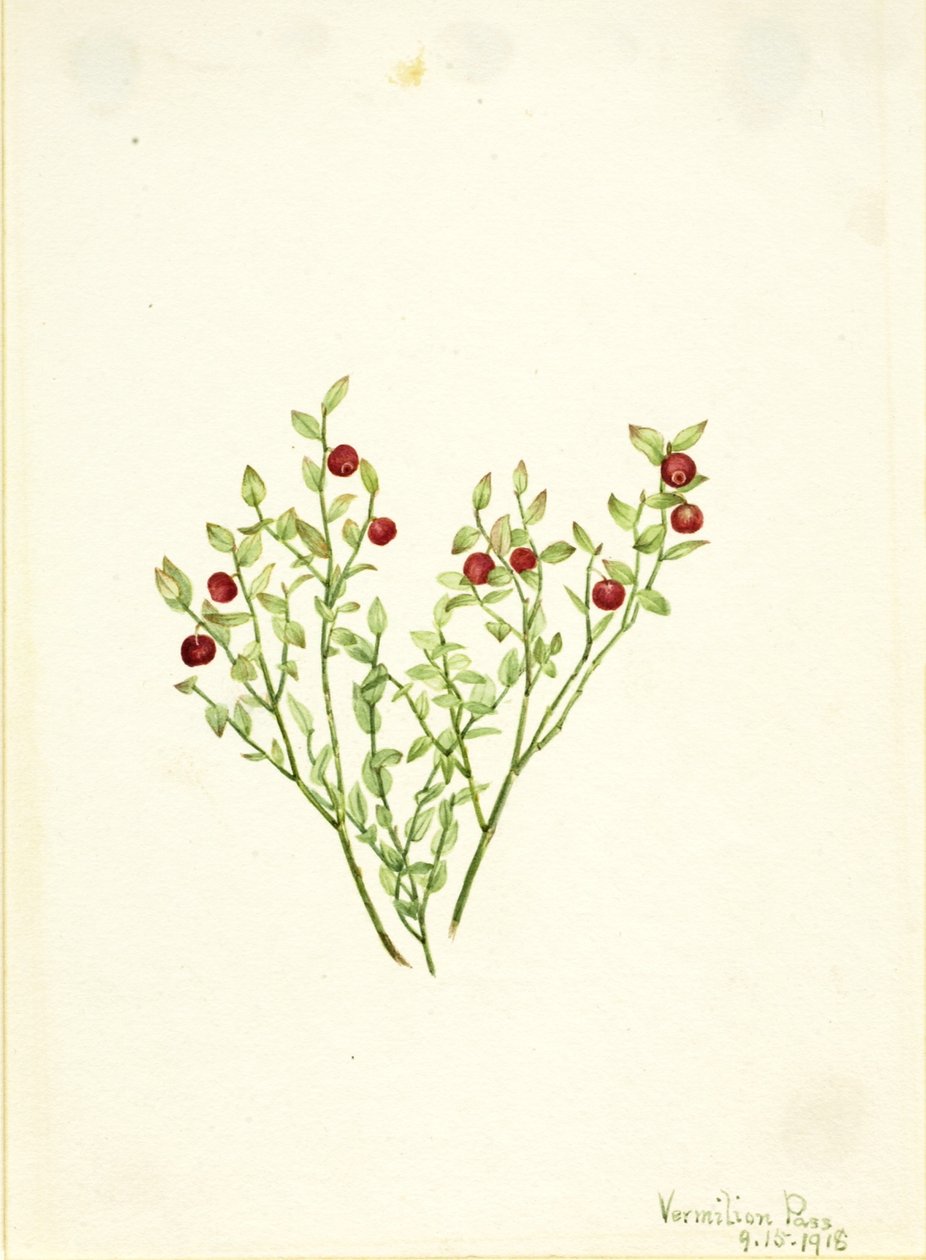 Grouse Whortleberry by Mary Vaux Walcott