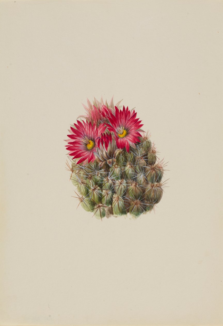Hedgehog Cactus by Mary Vaux Walcott