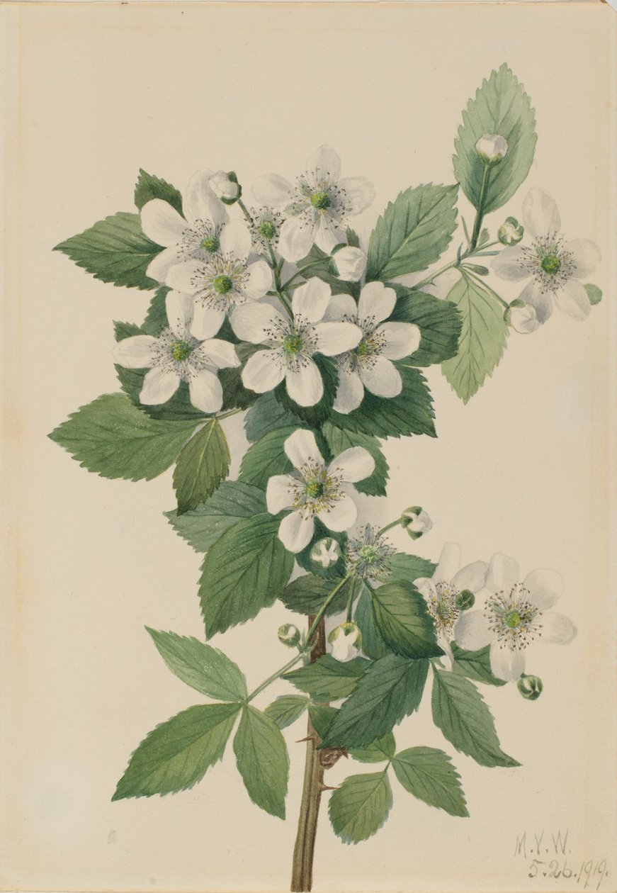 Highbush Blackberry by Mary Vaux Walcott