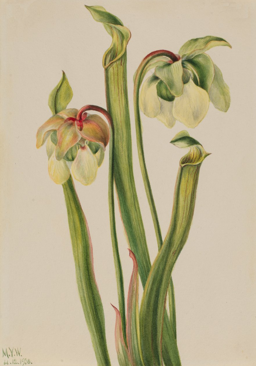 Hybrid Pitcherplant, 1930 by Mary Vaux Walcott