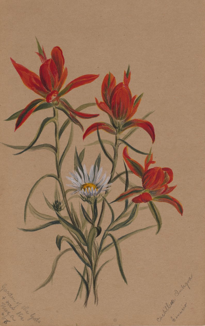 Indian Paintbrush by Mary Vaux Walcott